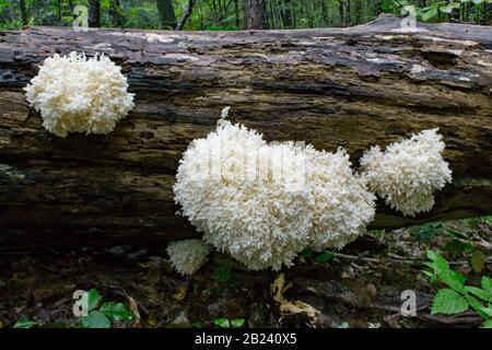 A rather large clump of Coral Tooth Fungus,  Hericium coralloide, growing on decaying northern red oak log in Pennsylvania's Pocono Mountains. Stock Photo