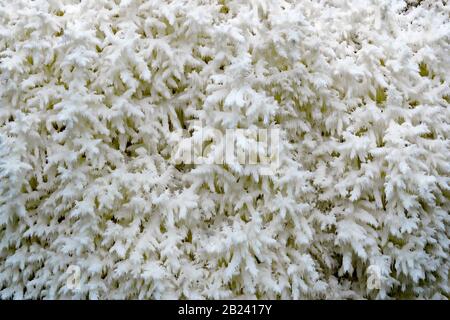 A close-up of showing the details of Coral Tooth Fungus, Hericium coralloides; Stock Photo