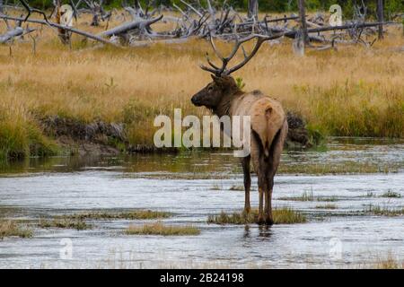 Bull Elk standing in Madison River in Yellowstone National Park Stock Photo