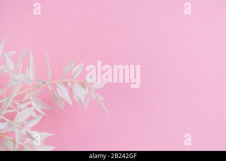 Fresh white branch on pastel pink background. Mockup. Empty place for inspirational, greeting. Spring holiday concept, First blossom. Happy Women's Da Stock Photo