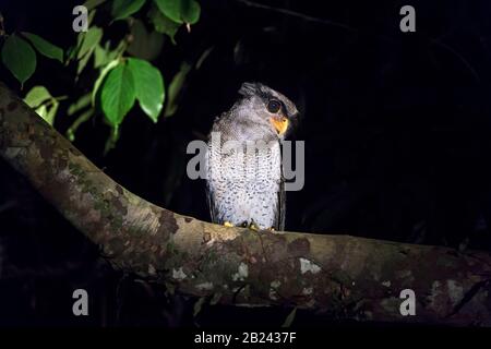 Barred eagle-owl (Bubo sumatranus), True Owl family (Stringidae), Danum Valley Conservation Area, Sabah, Borneo, Malaysia Stock Photo