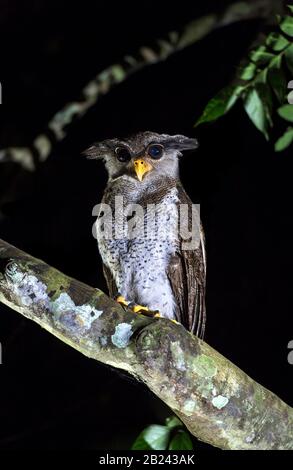 Barred eagle-owl (Bubo sumatranus), True Owl family (Stringidae), Danum Valley Conservation Area, Sabah, Borneo, Malaysia Stock Photo
