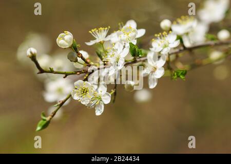 The spring bloom of the wild plum or Plum spread, or Plum vishnevskoe (lat. Prunus cerasifera). Sunny day Stock Photo