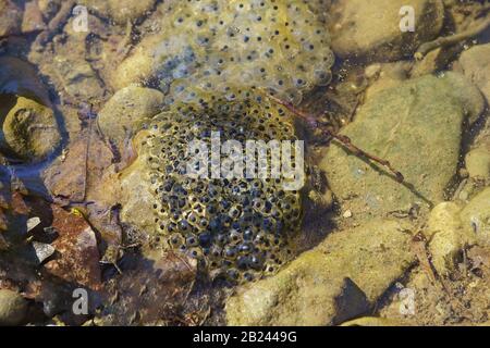Laying calf frog lake (lat. Pelophylax ridibundus) in the transparent water of the river. Spring Stock Photo