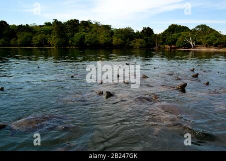 The little heads appearing out of the surface of the water of a large number of turtles in a little lake in the Amazonian forest in Brazil Stock Photo