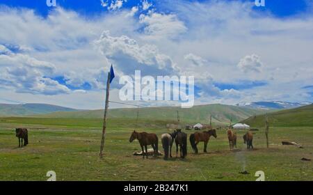Animals of Mongolia. Horse, yak, birds and sheeps Stock Photo
