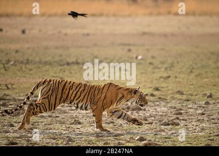 Tiger chasing prey hi-res stock photography and images - Alamy