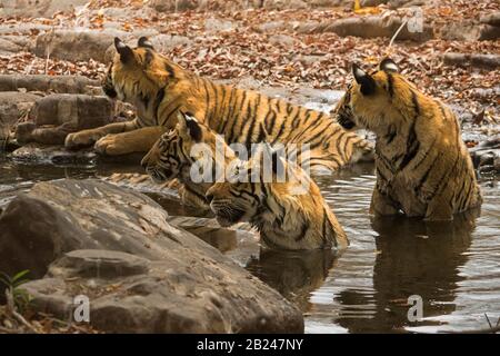A family of four tigers (Panthera tigris tigris), mother and three grown up cubs, resting and cooling off in a small rocky waterhole during the hot Stock Photo