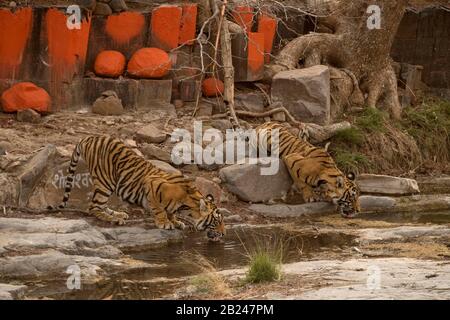 Two wild tigers (Panthera tigris tigris) drinking water from a rocky puddle near a Hindu temple, Ranthambore National Park, Rajasthan, Inida Stock Photo