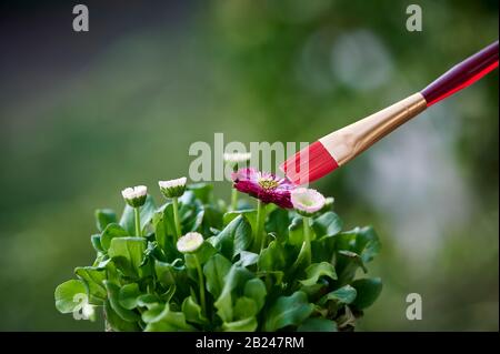 Purple and white daisies in the sunshine. A colored brush symbolizes the strong colors of nature. Stock Photo
