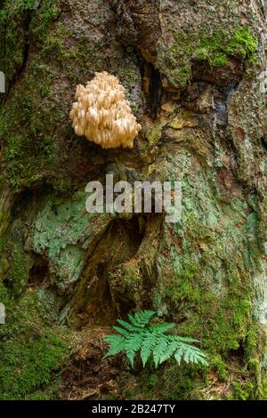 Hericium flagellum (Hericium flagellum) to European silver fir (Abies alba), Bavarian Forest National Park, Bavaria, Germany Stock Photo