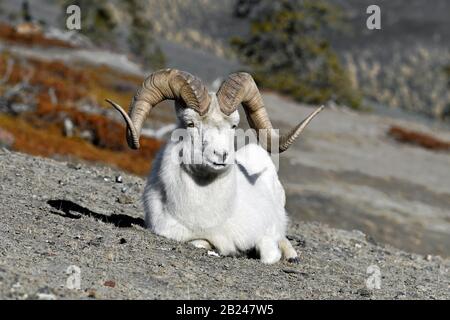 Dall's ram (Ovis dalli), sitting on the mountainside, Sheep Mountain, Kluane, Yukon, Canada Stock Photo