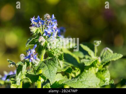 Flowers, borage (Borago), Germany Stock Photo