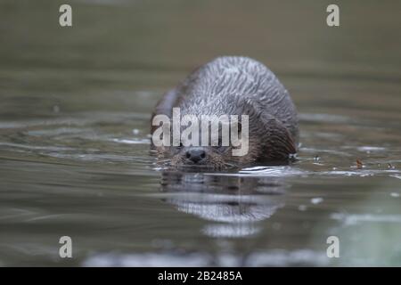 European otter (Lutra lutra), adult on a river, Norfolk, England, United Kingdom Stock Photo