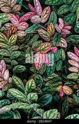Green and purple patterned leaves, polka dot plant, dotted leaf (Hypoestes phyllostachya), Botanical Garden Berlin, Berlin, Germany Stock Photo