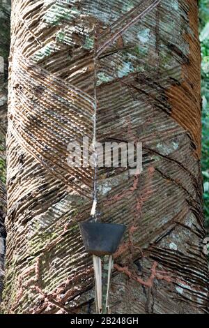 Detail of the bark of a rubber tree during the extraction process in the Amazonian forest in Brazil Stock Photo