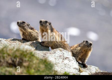 Three Marmots (Marmota marmota), High Tauern National Park, Carinthia, Austria Stock Photo