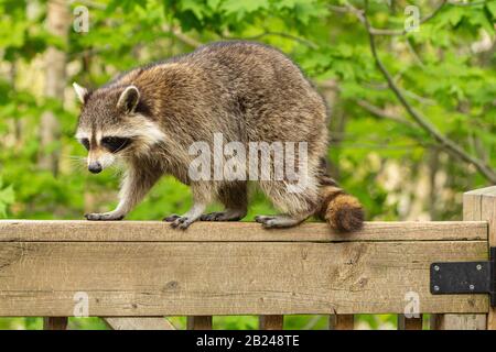 Mother raccoon perched on the railing of a wooden deck looking for a spot in the sun to relax. Stock Photo