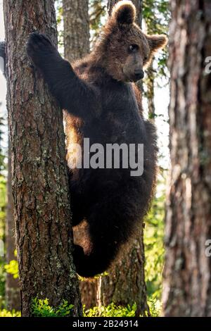 Brown bear cub climbs a pine tree. Natural habitat. Summer forest ...