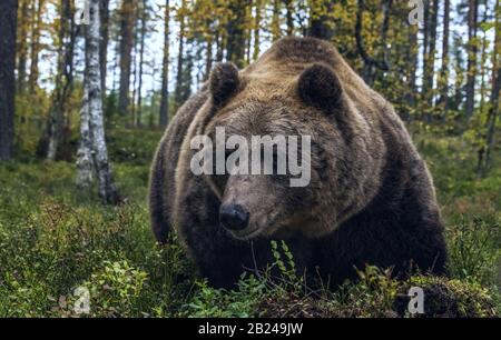 Big Adult Male of Brown bear in the autumn forest. Closeup front view. Scientific name: Ursus arctos. Natural habitat. Stock Photo