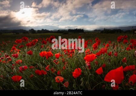 Red poppies blossom on wild field. Colorful scene of lots of poppies at sunrise growing in a field, Provence, France Stock Photo
