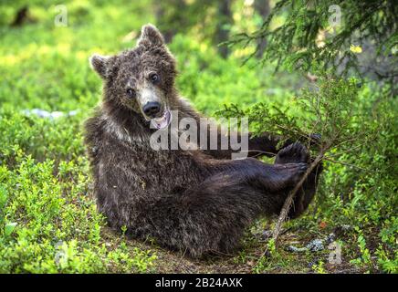 Cub of Brown Bear with open mouth sit in the summer pine forest. Natural habitat. Scientific name: Ursus arctos. Stock Photo