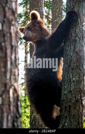Brown bear cub climbs a pine tree. Natural habitat. Summer forest ...