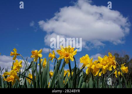 Daffodils against a blue sky with white clouds Stock Photo