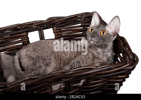 Cornish Rex cat in a basket on a white background Stock Photo