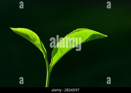 Fresh green tea leaves close-up on dark background. Stock Photo