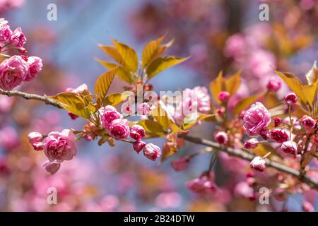 Bright pink cherry blossom flowers. Stock Photo