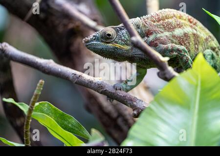 Panther chameleon (Furcifer pardalis) Parc Zoologique de Paris (Paris Zoo), Paris, France Stock Photo