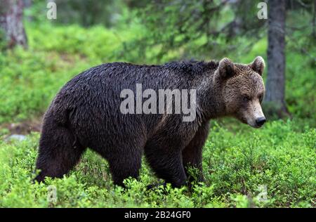 Brown bear walking in the summer forest. Scientific name: Ursus arctos. Natural habitat.