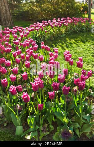 Flowerbed with rows liljeroth Tulip (lat. Tulipa), a variety of jazz (jazz) and cabbage vegetable curly, ornamental (lat. Vgas oleracea) Stock Photo