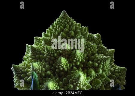 broccoli romanesco , on a black background in the studio Stock Photo