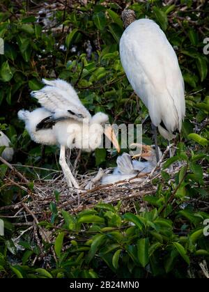 Wood stork chick at nest flapping new wings Stock Photo