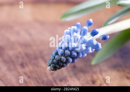 One grape hyacinths on a wooden surface. Stock Photo