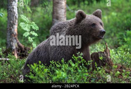 Close up of Eurasian brown bear sitting in summer forest. Scientific name: Ursus arctos. Natural habitat. Stock Photo