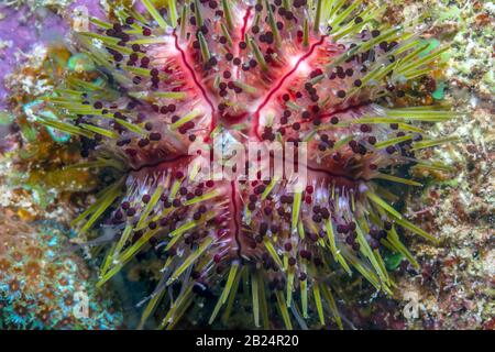 Sea urchins are typically spiny, globular animals, echinoderms in the class Echinoidea Stock Photo