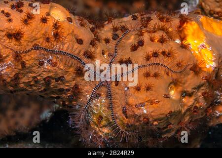 Brittle stars or ophiuroids are echinoderms in the class Ophiuroidea closely related to starfish Stock Photo