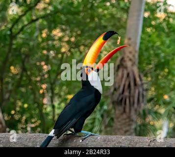 Toucan Feeding Stock Photo