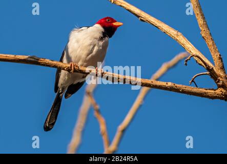 Debret - Carga de cavalaria guaicuru Stock Photo - Alamy