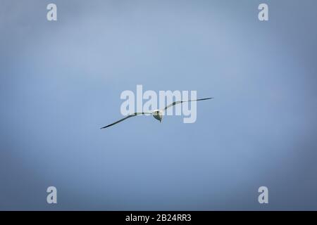 Seagull seen from behind flying through a blue sky Stock Photo