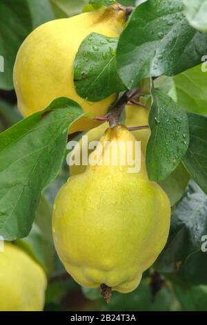 Birnen-Quitte (Cydonia oblonga 'Buchlovice') Stock Photo