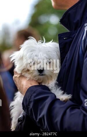 A portrait of a small white boomer puppy dog being held by some because it is tired and to small to walk between a big crowd safely. Stock Photo