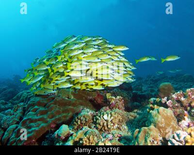 School of fish, Bluestripe Snapper at a coral reef in Palau, Micronesia. Underwater photography at beautiful coral reef. Stock Photo