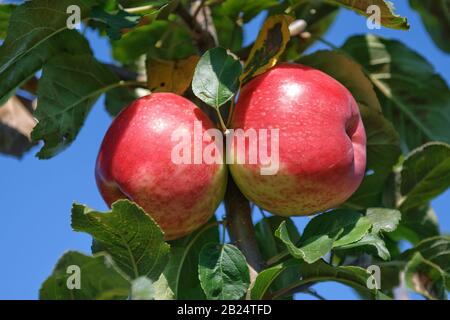 Apfel (Malus domestica 'Gascoynes Scharlachroter') Stock Photo
