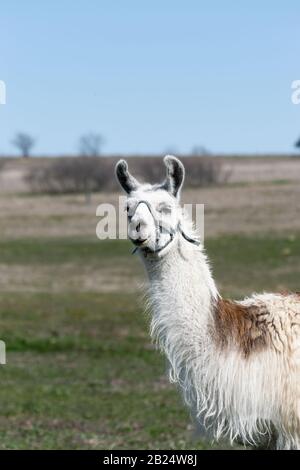 Closeup profile portrait of the head of a brown and white Llama wearing a harness with its head turned as it looks at something behind the camera. Stock Photo
