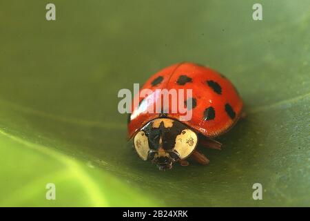Harlequin ladybug (Harmonia axyridis) Stock Photo
