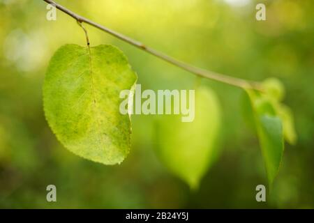 Green leaf on a tree branch. Soft selective focus. Stock Photo